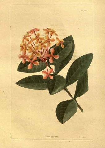Reproducción/Reproduction 48755201388: The botanical cabinet. London :John & Arthur Arch ...,1817-1833.. 