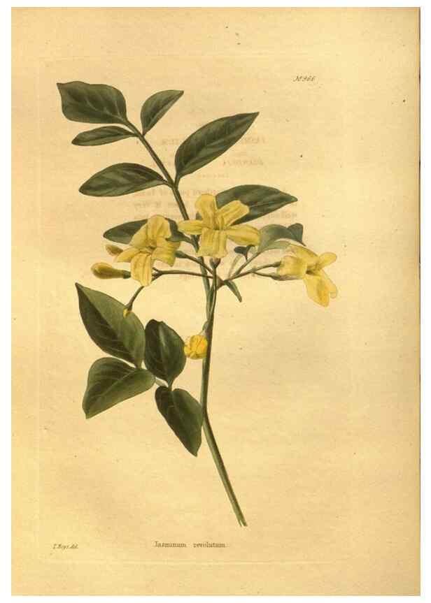 Reproducción/Reproduction 48755521731: The botanical cabinet. London :John & Arthur Arch ...,1817-1833.. 