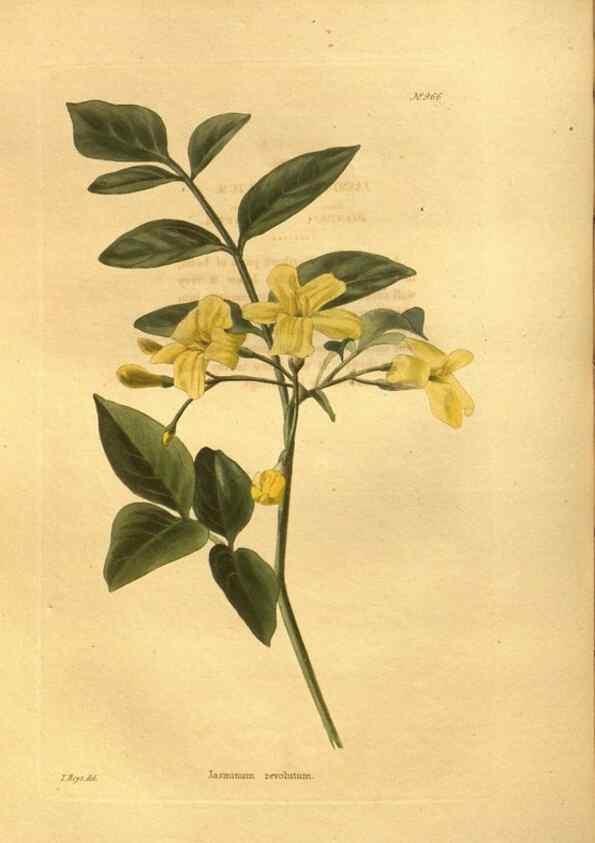 Reproducción/Reproduction 48755521731: The botanical cabinet. London :John & Arthur Arch ...,1817-1833.. 