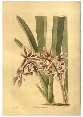 Reproducción/Reproduction 48755522146: The botanical cabinet. London :John & Arthur Arch ...,1817-1833.. 
