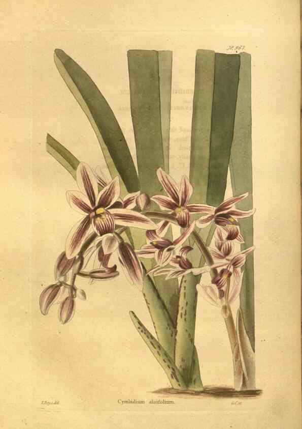 Reproducción/Reproduction 48755522146: The botanical cabinet. London :John & Arthur Arch ...,1817-1833.. 