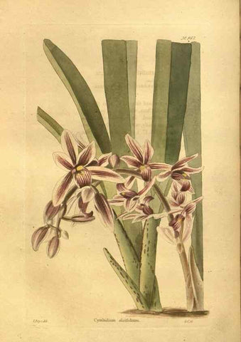 Reproducción/Reproduction 48755522146: The botanical cabinet. London :John & Arthur Arch ...,1817-1833.. 