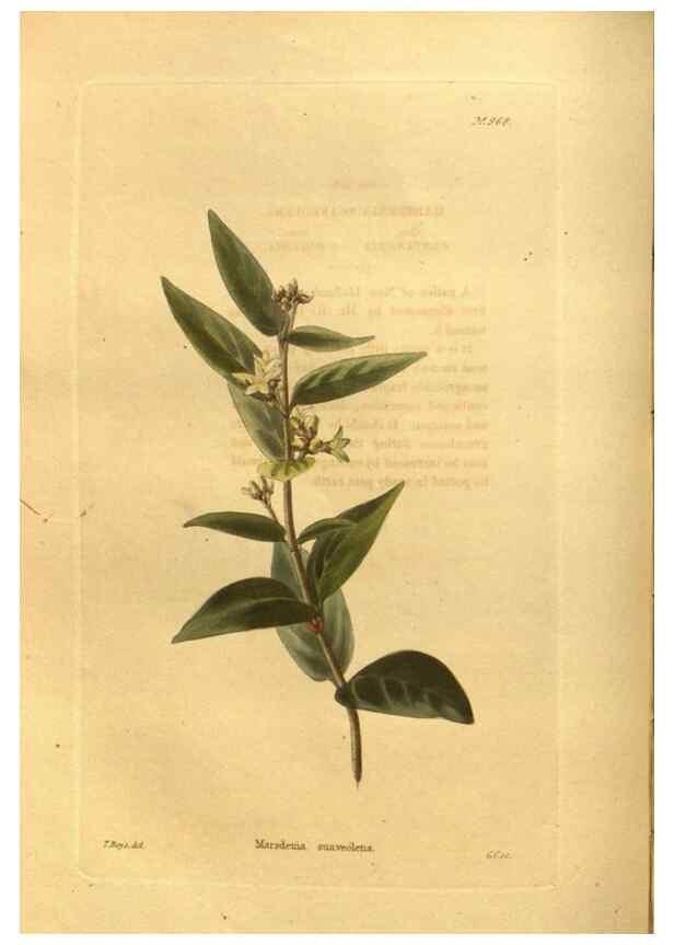 Reproducción/Reproduction 48755202953: The botanical cabinet. London :John & Arthur Arch ...,1817-1833.. 