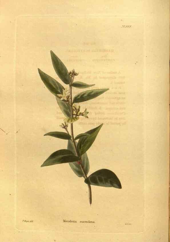 Reproducción/Reproduction 48755202953: The botanical cabinet. London :John & Arthur Arch ...,1817-1833.. 
