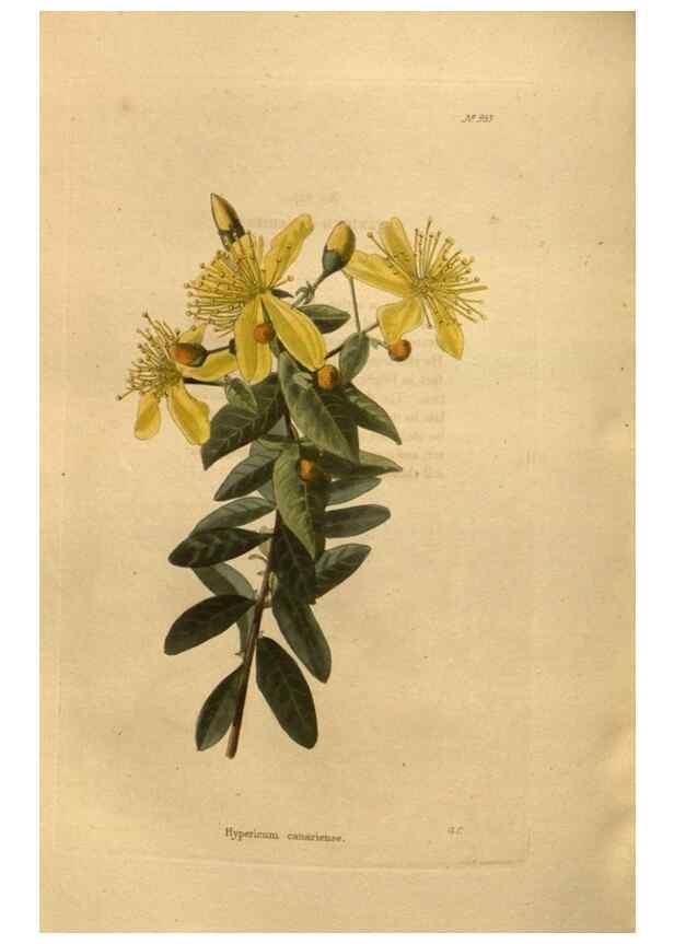 Reproducción/Reproduction 48755195533: The botanical cabinet. London :John & Arthur Arch ...,1817-1833.. 