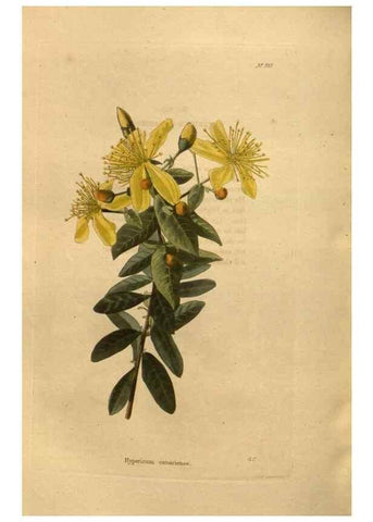 Reproducción/Reproduction 48755195533: The botanical cabinet. London :John & Arthur Arch ...,1817-1833.. 