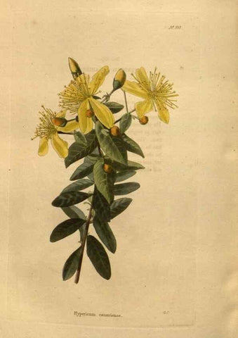 Reproducción/Reproduction 48755195533: The botanical cabinet. London :John & Arthur Arch ...,1817-1833.. 