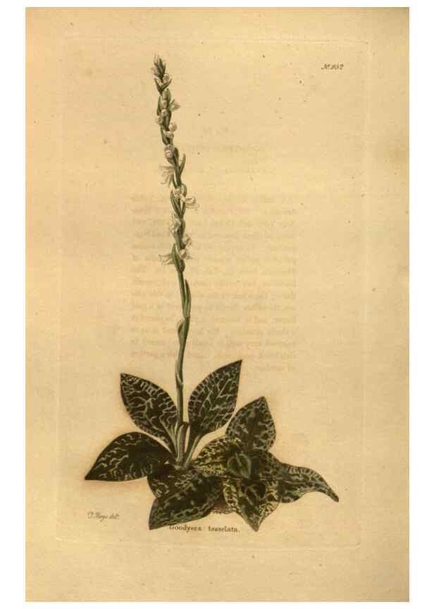 Reproducción/Reproduction 48755710167: The botanical cabinet. London :John & Arthur Arch ...,1817-1833.. 