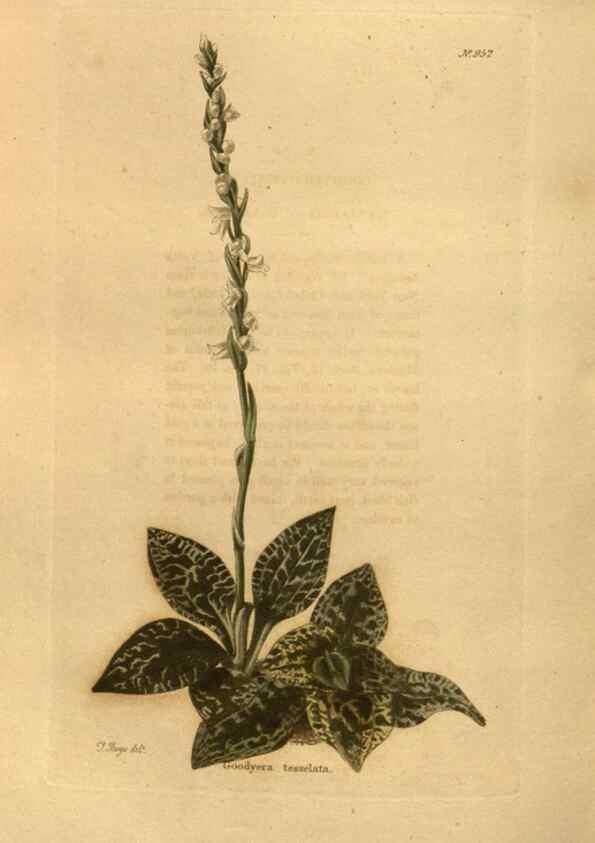 Reproducción/Reproduction 48755710167: The botanical cabinet. London :John & Arthur Arch ...,1817-1833.. 