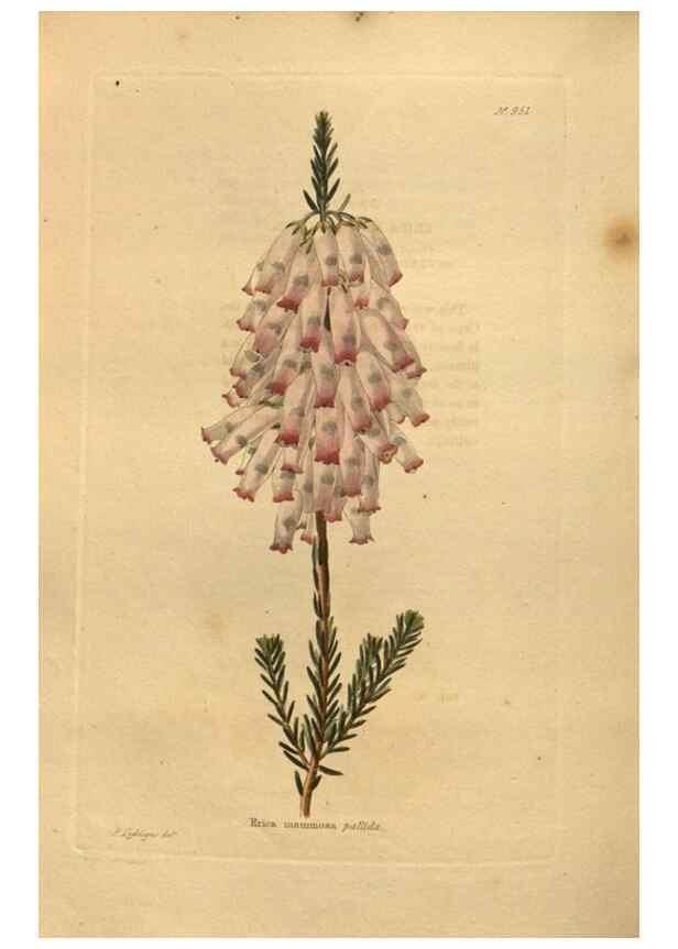 Reproducción/Reproduction 48755194113: The botanical cabinet. London :John & Arthur Arch ...,1817-1833.. 