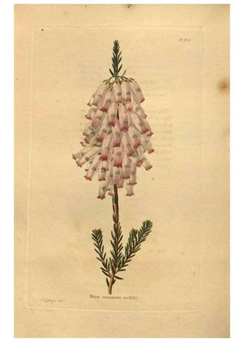 Reproducción/Reproduction 48755194113: The botanical cabinet. London :John & Arthur Arch ...,1817-1833.. 