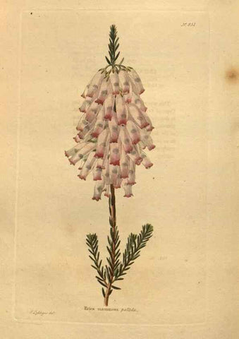 Reproducción/Reproduction 48755194113: The botanical cabinet. London :John & Arthur Arch ...,1817-1833.. 