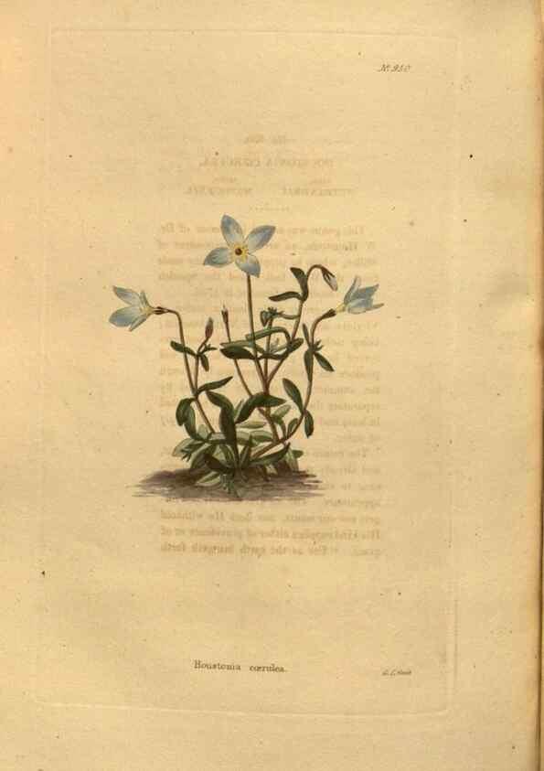 Reproducción/Reproduction 48755512836: The botanical cabinet. London :John & Arthur Arch ...,1817-1833.. 