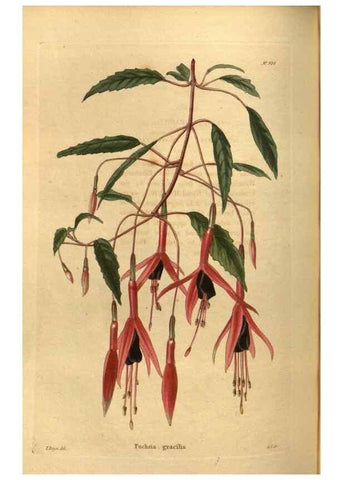 Reproducción/Reproduction 48755184668: The botanical cabinet. London :John & Arthur Arch ...,1817-1833.. 