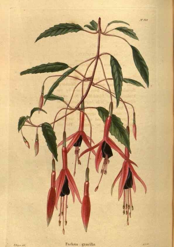 Reproducción/Reproduction 48755184668: The botanical cabinet. London :John & Arthur Arch ...,1817-1833.. 