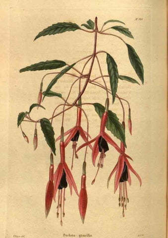 Reproducción/Reproduction 48755184668: The botanical cabinet. London :John & Arthur Arch ...,1817-1833.. 