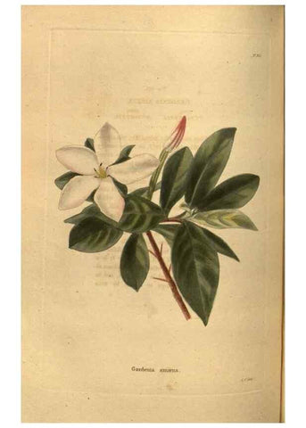 Reproducción/Reproduction 48755185068: The botanical cabinet. London :John & Arthur Arch ...,1817-1833.. 