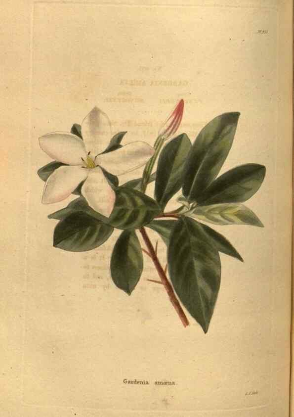 Reproducción/Reproduction 48755185068: The botanical cabinet. London :John & Arthur Arch ...,1817-1833.. 