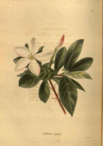 Reproducción/Reproduction 48755185068: The botanical cabinet. London :John & Arthur Arch ...,1817-1833.. 