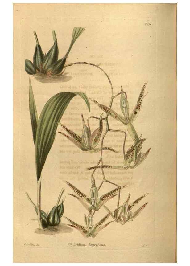 Reproducción/Reproduction 48755505421: The botanical cabinet. London :John & Arthur Arch ...,1817-1833.. 
