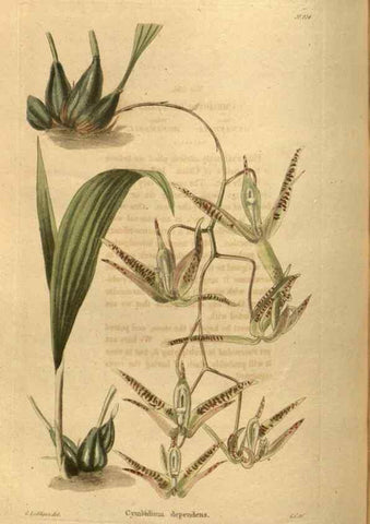 Reproducción/Reproduction 48755505421: The botanical cabinet. London :John & Arthur Arch ...,1817-1833.. 
