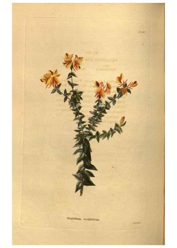 Reproducción/Reproduction 48755505921: The botanical cabinet. London :John & Arthur Arch ...,1817-1833.. 