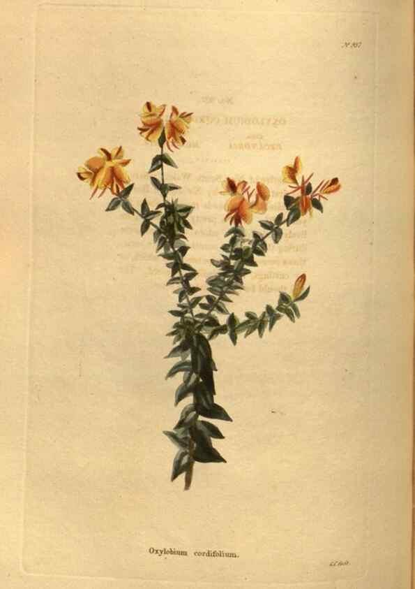 Reproducción/Reproduction 48755505921: The botanical cabinet. London :John & Arthur Arch ...,1817-1833.. 