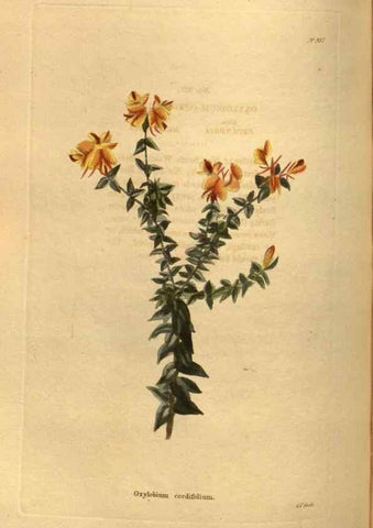 Reproducción/Reproduction 48755505921: The botanical cabinet. London :John & Arthur Arch ...,1817-1833.. 
