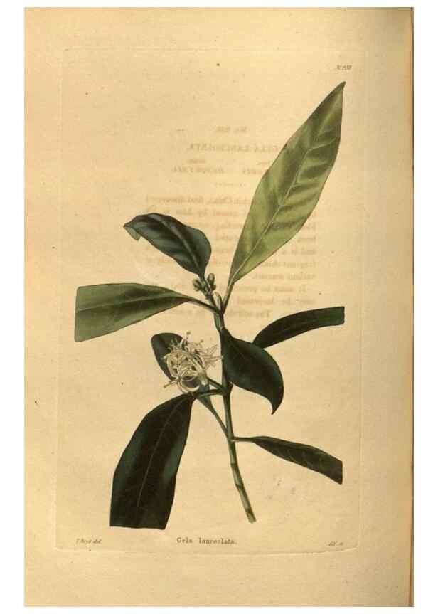 Reproducción/Reproduction 48755186788: The botanical cabinet. London :John & Arthur Arch ...,1817-1833.. 