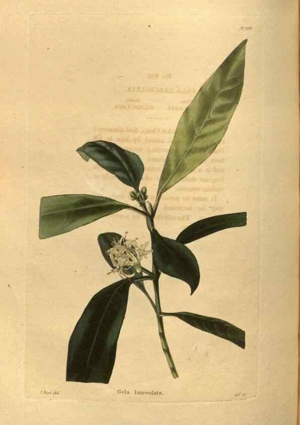 Reproducción/Reproduction 48755186788: The botanical cabinet. London :John & Arthur Arch ...,1817-1833.. 