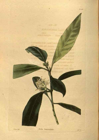 Reproducción/Reproduction 48755186788: The botanical cabinet. London :John & Arthur Arch ...,1817-1833.. 