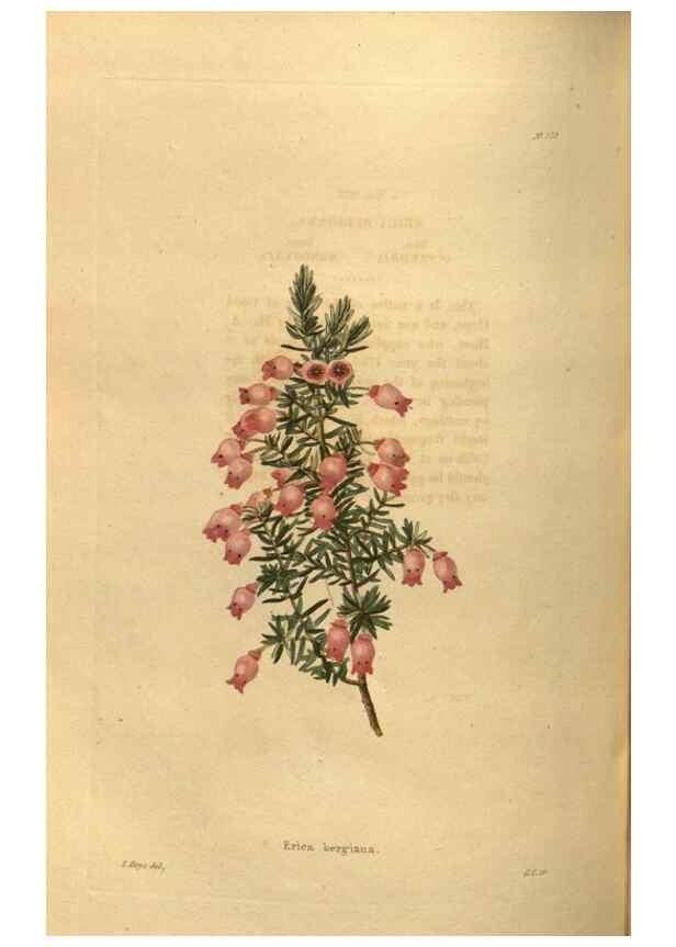 Reproducción/Reproduction 48755703607: The botanical cabinet. London :John & Arthur Arch ...,1817-1833.. 