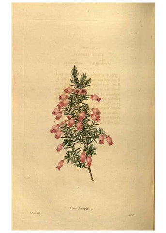 Reproducción/Reproduction 48755703607: The botanical cabinet. London :John & Arthur Arch ...,1817-1833.. 