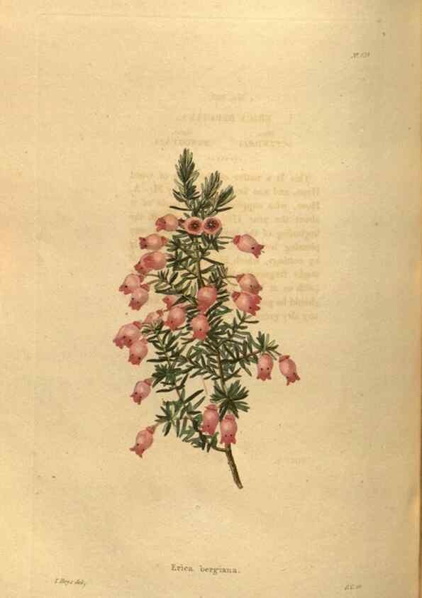 Reproducción/Reproduction 48755703607: The botanical cabinet. London :John & Arthur Arch ...,1817-1833.. 