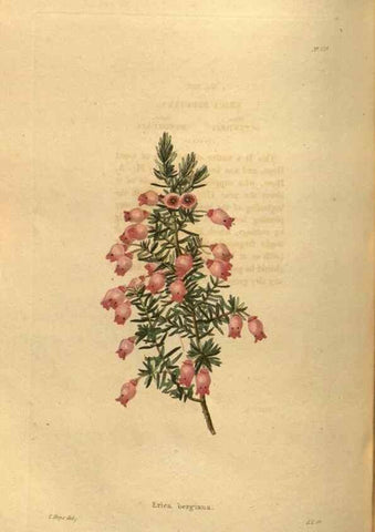 Reproducción/Reproduction 48755703607: The botanical cabinet. London :John & Arthur Arch ...,1817-1833.. 