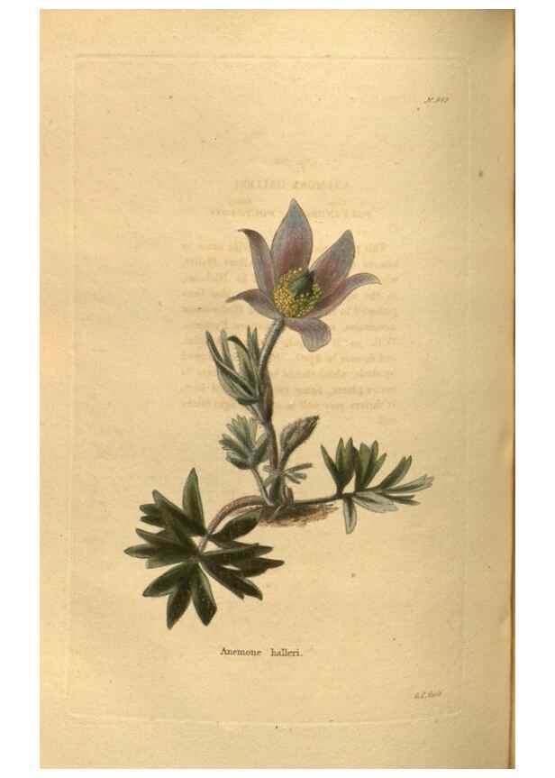 Reproducción/Reproduction 48755704532: The botanical cabinet. London :John & Arthur Arch ...,1817-1833.. 