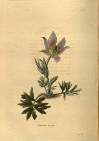 Reproducción/Reproduction 48755704532: The botanical cabinet. London :John & Arthur Arch ...,1817-1833.. 
