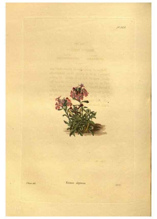 Reproducción/Reproduction 48755719227: The botanical cabinet. London :John & Arthur Arch ...,1817-1833.. 