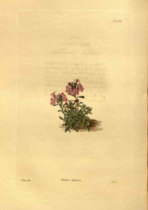 Reproducción/Reproduction 48755719227: The botanical cabinet. London :John & Arthur Arch ...,1817-1833.. 