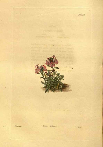 Reproducción/Reproduction 48755719227: The botanical cabinet. London :John & Arthur Arch ...,1817-1833.. 