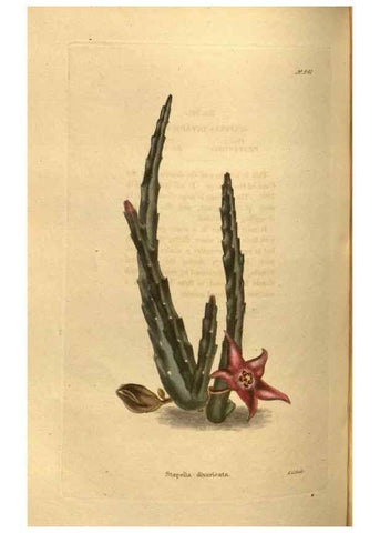 Reproducción/Reproduction 48755704997: The botanical cabinet. London :John & Arthur Arch ...,1817-1833.. 