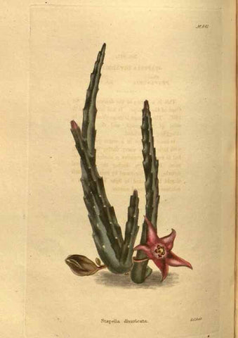 Reproducción/Reproduction 48755704997: The botanical cabinet. London :John & Arthur Arch ...,1817-1833.. 