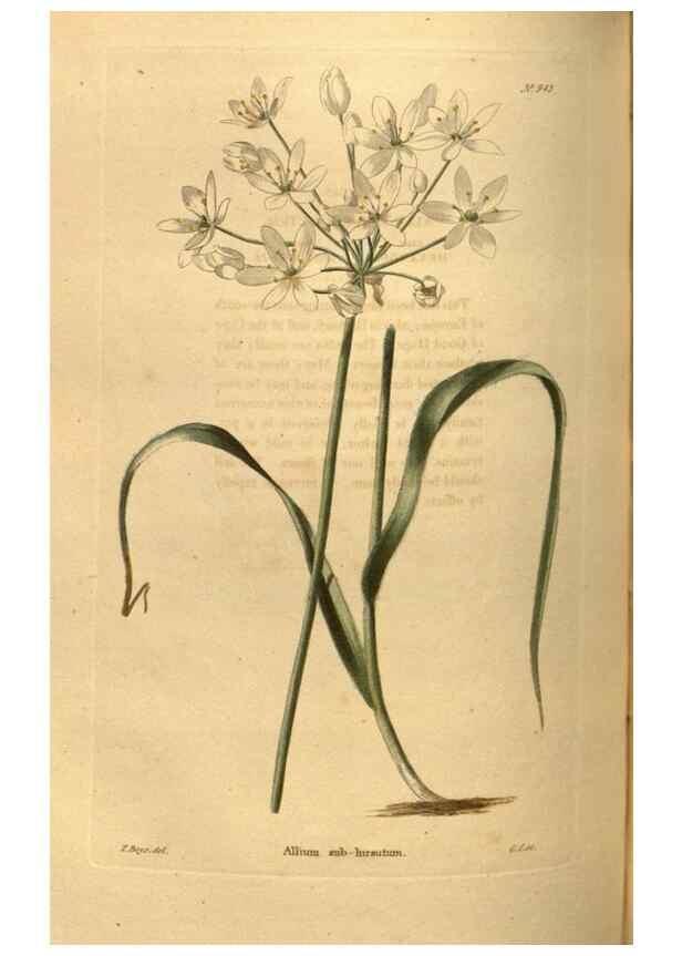 Reproducción/Reproduction 48755190368: The botanical cabinet. London :John & Arthur Arch ...,1817-1833.. 