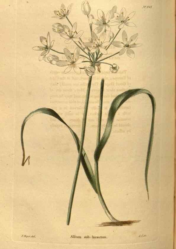 Reproducción/Reproduction 48755190368: The botanical cabinet. London :John & Arthur Arch ...,1817-1833.. 