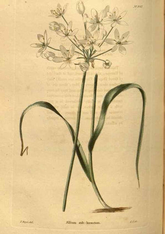 Reproducción/Reproduction 48755190368: The botanical cabinet. London :John & Arthur Arch ...,1817-1833.. 