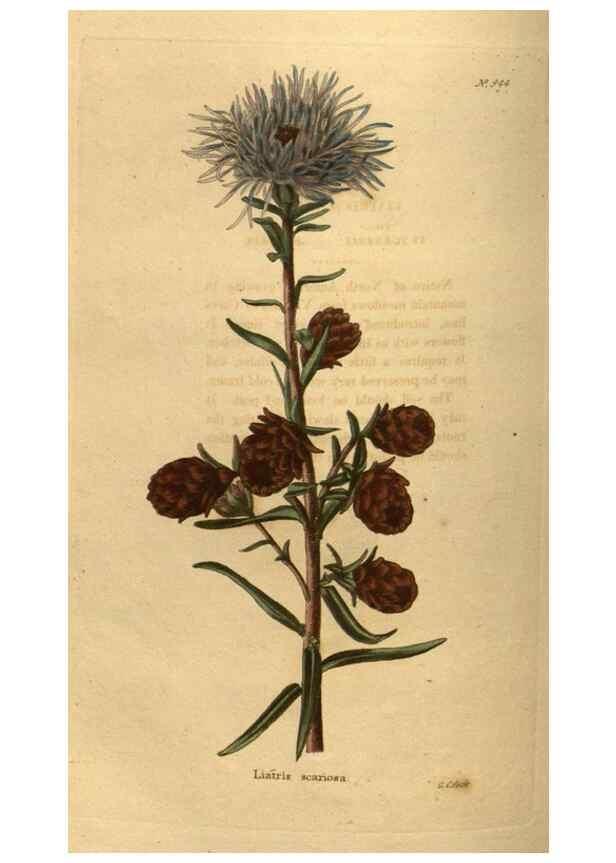 Reproducción/Reproduction 48755510301: The botanical cabinet. London :John & Arthur Arch ...,1817-1833.. 