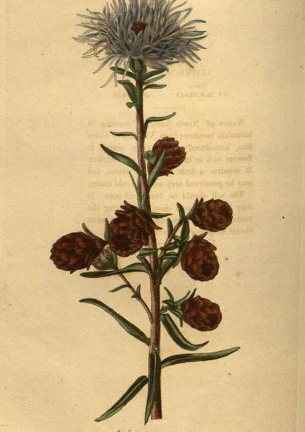 Reproducción/Reproduction 48755510301: The botanical cabinet. London :John & Arthur Arch ...,1817-1833.. 