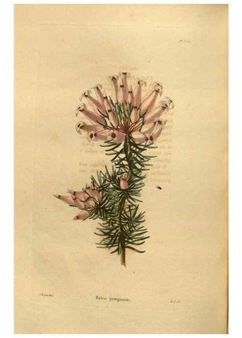 Reproducción/Reproduction 48755706827: The botanical cabinet. London :John & Arthur Arch ...,1817-1833.. 