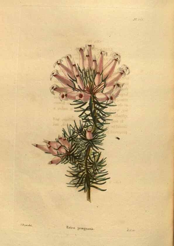 Reproducción/Reproduction 48755706827: The botanical cabinet. London :John & Arthur Arch ...,1817-1833.. 