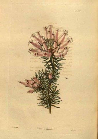 Reproducción/Reproduction 48755706827: The botanical cabinet. London :John & Arthur Arch ...,1817-1833.. 